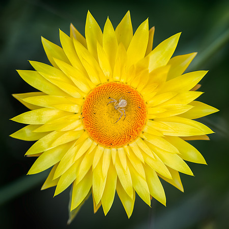 Strawflower No. 19