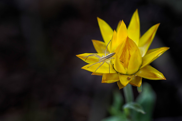 Strawflower No. 18