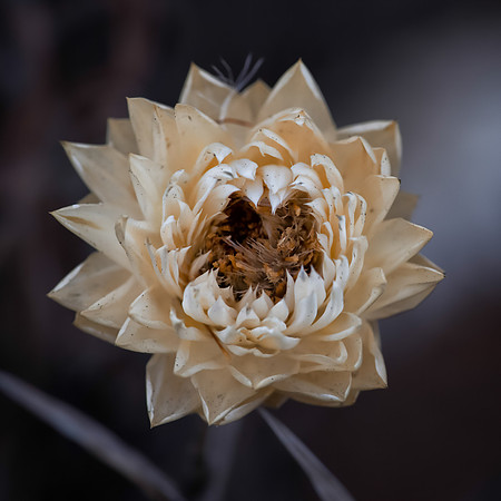 Strawflower No. 16.