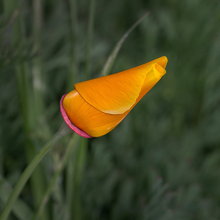 Symphony In Orange.